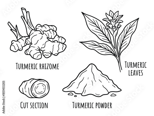 Hand-drawn vector illustration of turmeric rhizome, leaves, cut section, and turmeric powder.