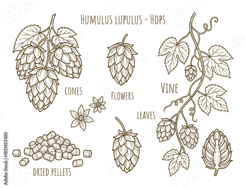 Humulus Lupulus hops botanical set illustration with cones, flowers, vine, leaves, dried pellets.