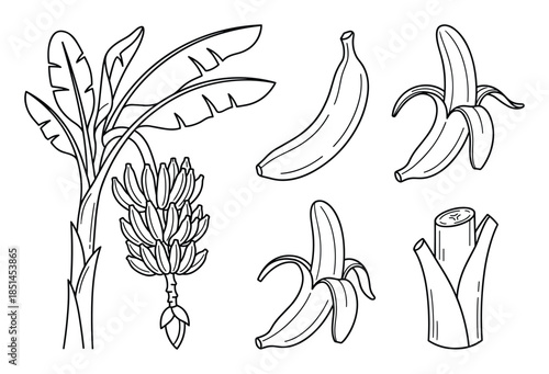 Illustration of banana plant, fruit, peeled banana, and trunk outline drawing on a white backdrop.