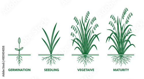 Illustration of oat plant growth phases, from germination to seedling, vegetative and maturity stages.