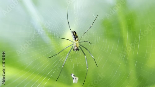 Wallpaper Mural Close-up of a long-legged spider on its web with a blurred green background. Torontodigital.ca