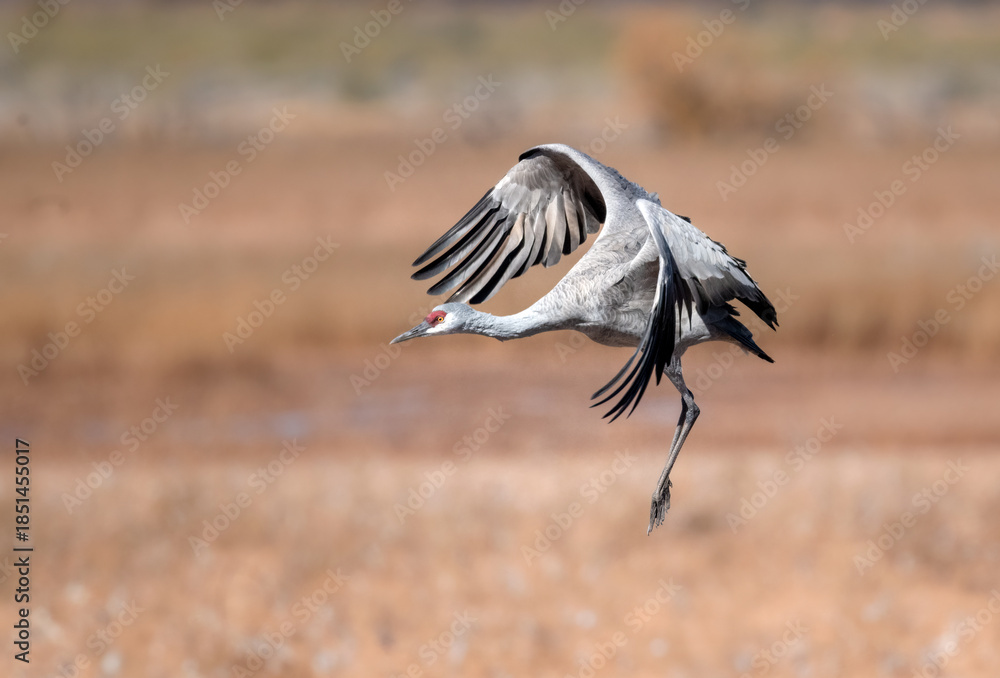 Naklejka premium Sandhill crane landing gracefully uo close in Whitewater Draw Arizona