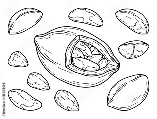 Line art illustration of a group of Brazil nuts with one open to show the nuts inside.