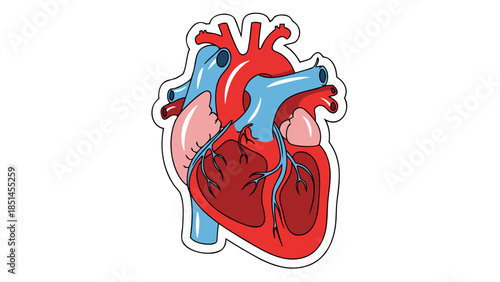 Stylized Human Heart Anatomical Illustration