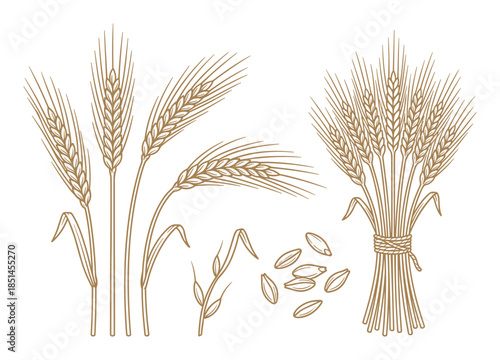 Line drawing wheat ears and grains, illustrating a golden harvest and agriculture concept.