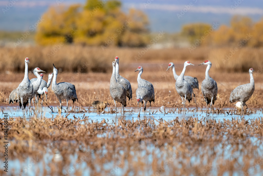 Fototapeta premium Sandhill crane walking up close and with grace in Whitewater Draw Arizona