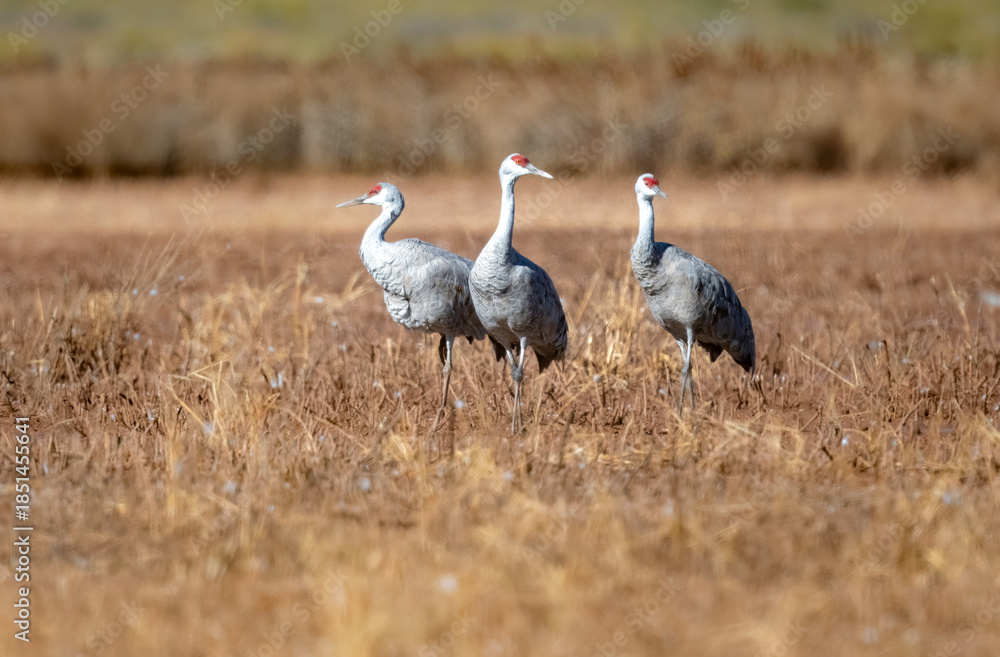 Naklejka premium Sandhill crane chilling up close and with grace in Whitewater Draw Arizona