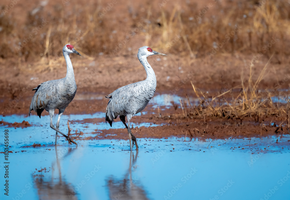 Naklejka premium Sandhill cranes walking on water with grace in Whitewater Draw Arizona