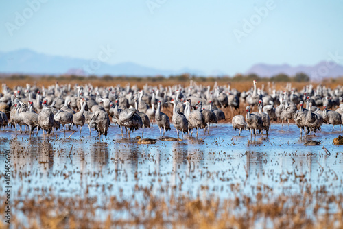 A large number of Sandhill cranes resting with grace in Whitewater Draw Arizona