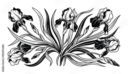 Monochrome drawing of flowering Iris plant. Graphic illustration of beautiful spring Iris flowers