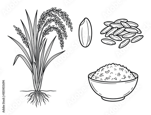 Monochrome illustration of rice plant, grain, pile of rice and cooked rice in a bowl.