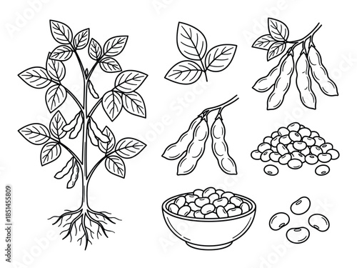 Monochrome vector drawing of soybean plant with leaves, pods, and beans. Detailed line art style.