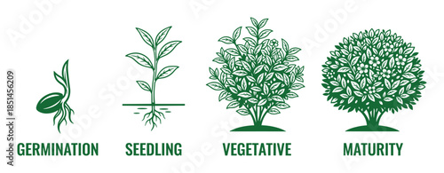 Onion growth stages vector diagram in detail: Germination, Seedling, Vegetative and Maturity.