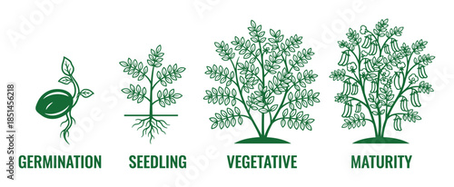 Onion Growth Stages Vector Illustration, Life Cycle Germination Seedling, Vegetative Maturity diagram.