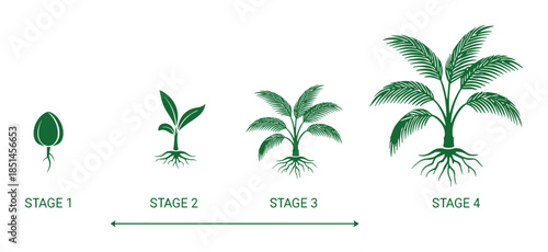 Palm tree life cycle stages illustration. Germination, seedling, growing, and mature diagrams.