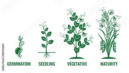 Pea plant growth stages: germination, seedling, vegetative, and maturity. Vector detailed diagram.
