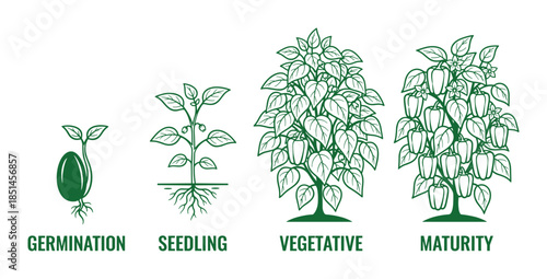 Pepper plant life cycle illustration: germination, seedling, vegetative, and maturity phases.