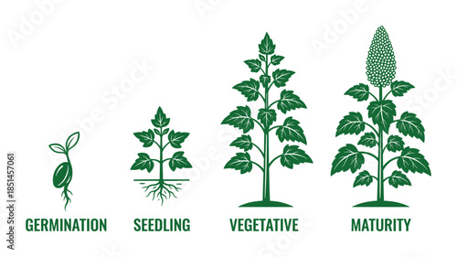 Plant growth stages illustration. Vector life cycle diagram. Germination, seedling, vegetative, maturity.