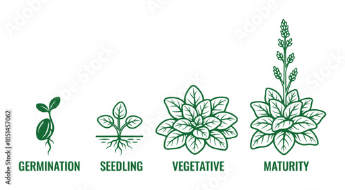 Plant growth stages vector illustration showing germination, seedling, vegetative, and maturity diagram.