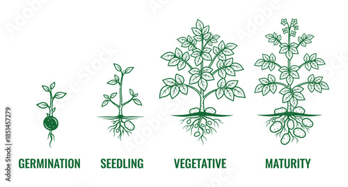 Potato plant growth stages: Germination, Seedling, Vegetative, and Maturity phase vector diagram.
