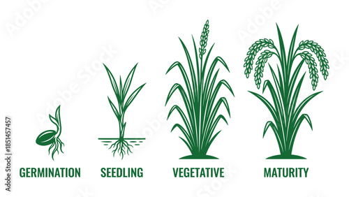 Rice Growth Stages vector diagram in detail, Germination Seedling Vegetative Maturity illustration.