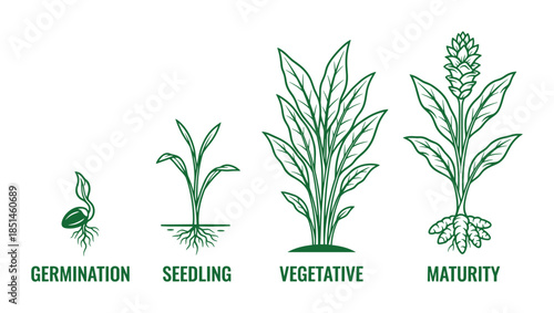 Vector plant growth stages with germination, seedling, vegetative and maturity diagrams in detail.