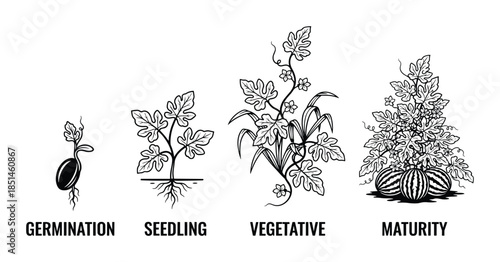 Watermelon plant development process. Life cycle germination, seedling, vegetative and maturity stages.
