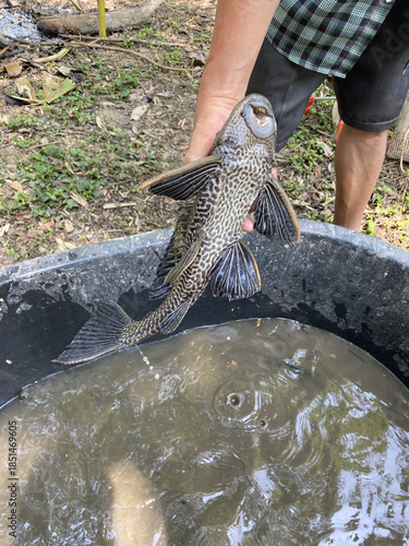 Hand Holding Sucker minnow Fish Upside Down Showing Mouth and Teeth Structure. Sucker minnows, an invasive non-native fish species, are invading fish farming ponds.