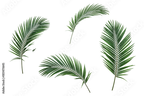 Tropical palm leaves on white background