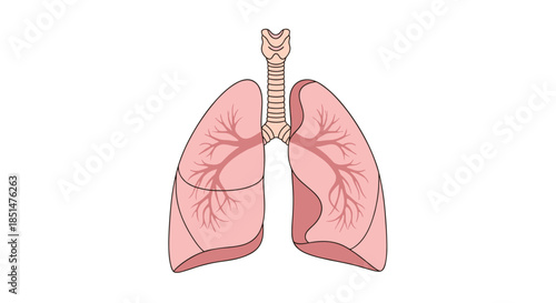 A simple anatomical illustration of the human lungs, showing the trachea, bronchi, and lobes, isolated on a white background.
