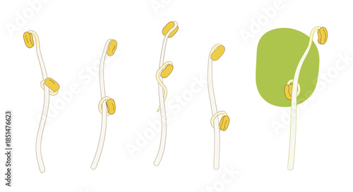 A series of illustrations showing the germination process of a bean sprout, from seed to a small growing plant.