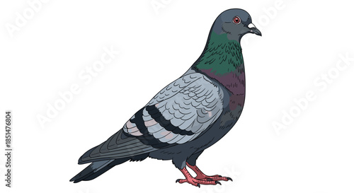 A detailed and realistic illustration of a common rock pigeon standing in profile view, isolated on a white background.