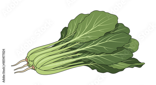 A detailed vector illustration of a fresh bunch of green bok choy or Chinese cabbage, isolated on a white background.
