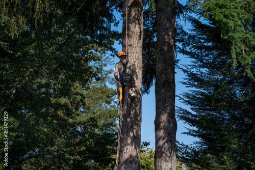 Картината върху платно Logger high up in a large mature Douglass fir tree, part of a team cutting trees
