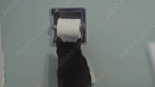 a black cat plays with toilet paper.