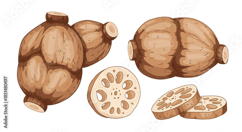 A set of detailed illustrations showing whole and sliced lotus root, a common ingredient in Asian cuisine, on a white background.