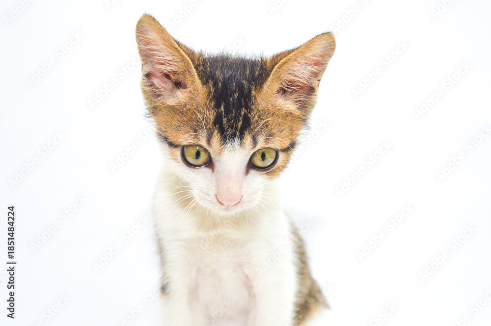 Obraz premium Adorable calico kitten with big curious eyes looking at camera, isolated on white background. Perfect for pet care, veterinary, adoption, and domestic animal themes.