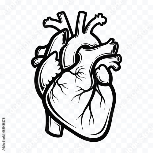 Black and white stylized human heart illustration with visible arteries and veins anatomy organ
