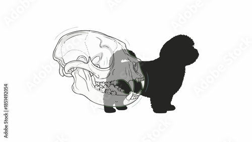 Evolutionary comparison of primate and canine skull structures.