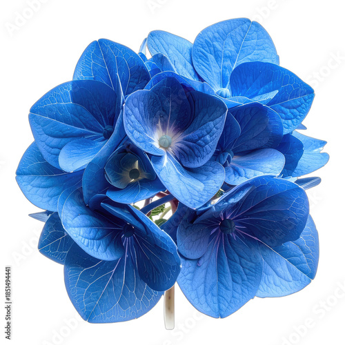 A stunning close-up of a vibrant blue hydrangea bloom against a stark black background.