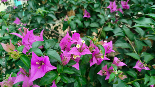 Close-up of purple bougainvillea flowers