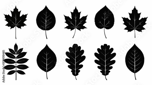 Collection of Black Leaf Silhouettes Isolated on White Background.