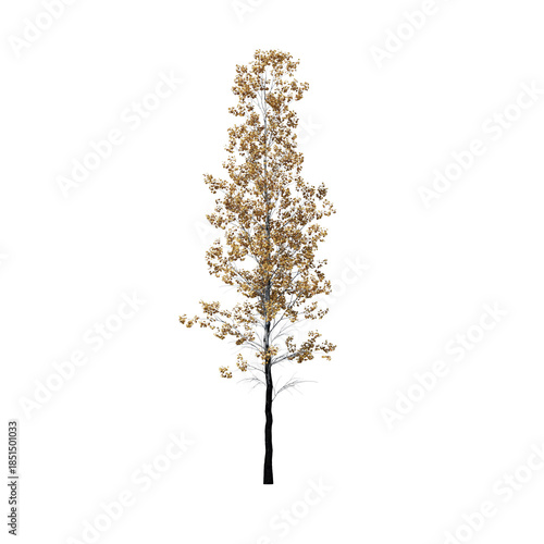 Populus Tremuloides Quaking Aspen Fall Tree 3D Model