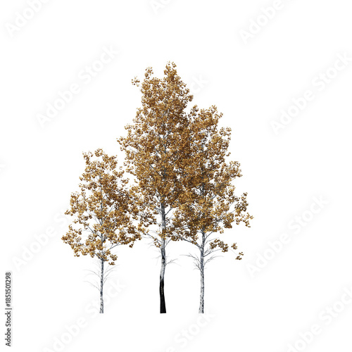 фотографія Populus Tremuloides Quaking Aspen Fall Tree 3D Model