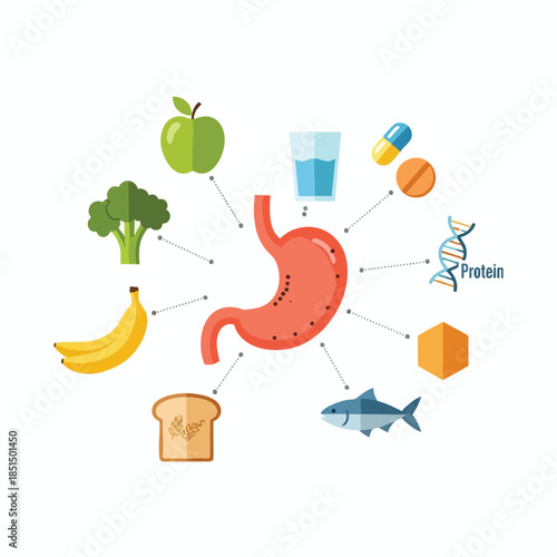 Illustration depicting the human stomach and the foods and supplements it processes