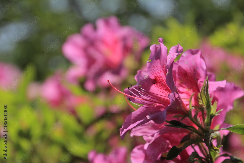 Fototapeta premium 愛媛県大洲市 冨士山公園のツツジ