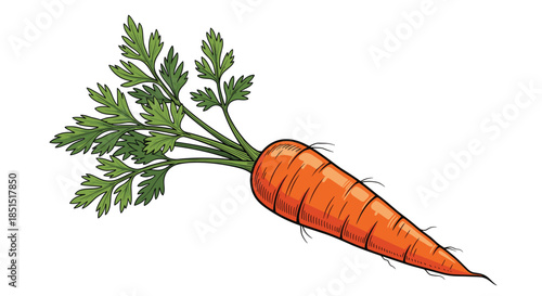 Vintage-style illustration of a fresh orange carrot with lush green tops, hand-drawn in a detailed, engraved woodcut style.