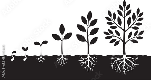 Plant Growth Stages with Roots Silhouette Featuring Seed Germination, Seedlings, Leaf Development, and Mature Tree Progression in Black Vector Style

