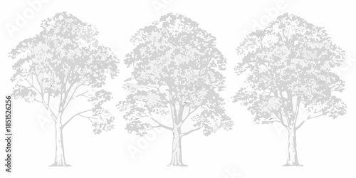 Three grey scale trees with detailed foliage and visible trunk textures
