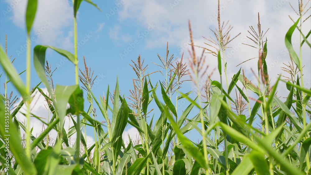 Obraz premium A Beautiful Corn Field Set Against a Clear, Bright Blue Sky Thats Truly Amazing and Serene